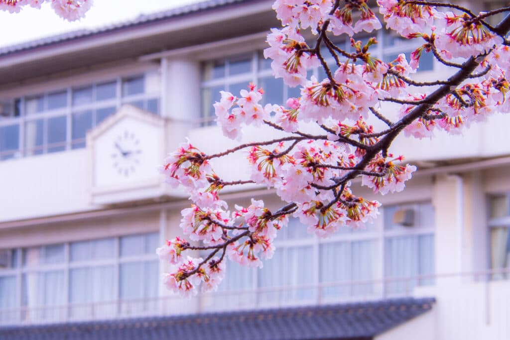 YUAI International Islamic School beneath cherry blossoms